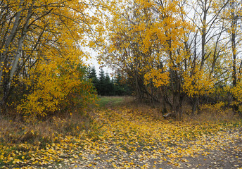 Mischwald mit vielen bunten Laub der Birken