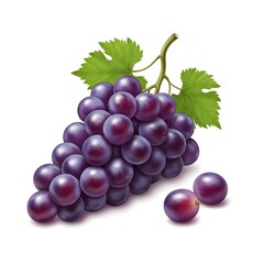 Fototapeta premium A bunch of purple grapes on a white background.