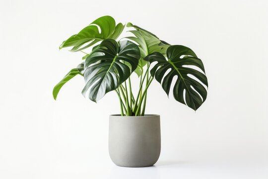 Monstera plant leaf vase.