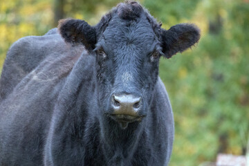 Close-up cow portraits