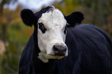 Close-up cow portraits