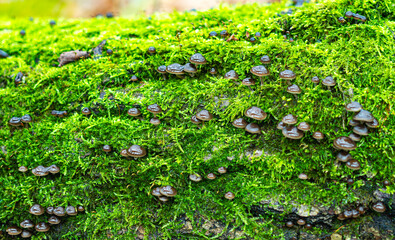 Mushrooms growing on tree covered with green moss in forest