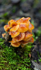 Mushrooms growing on tree covered with green moss in forest
