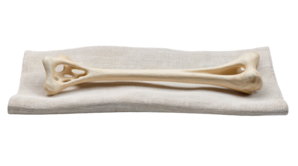 A clean, realistic dog bone placed on a beige cloth. or transparent background