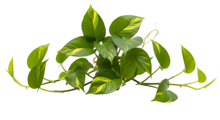 Green pothos plant with variegated leaves