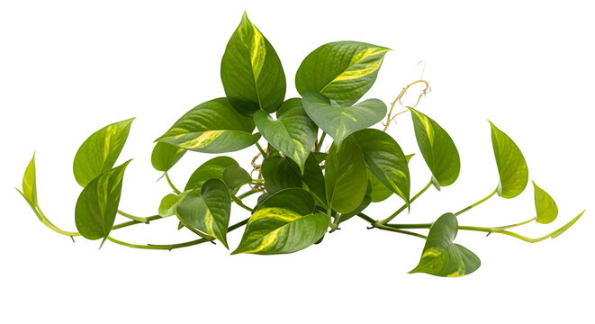 Green pothos plant with variegated leaves