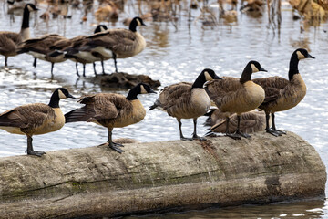 canada goose and geese