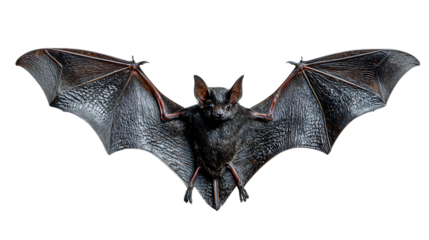 a black bat 