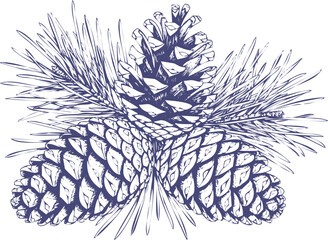 Hand-drawn pine cones with needles, isolated botanical sketch art.