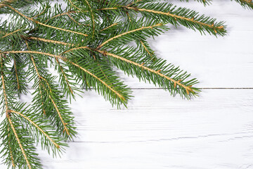 Fir branches on a light background. Branches of the Christmas tree.