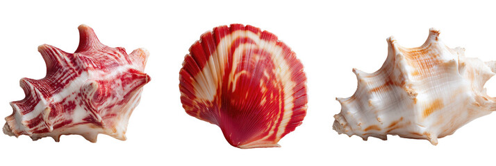 Three seashells in various shapes and colors