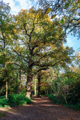 Petts Woods in the Autumn in south-east London, England

