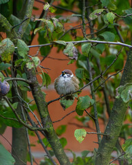 Mazurek Passer montanus