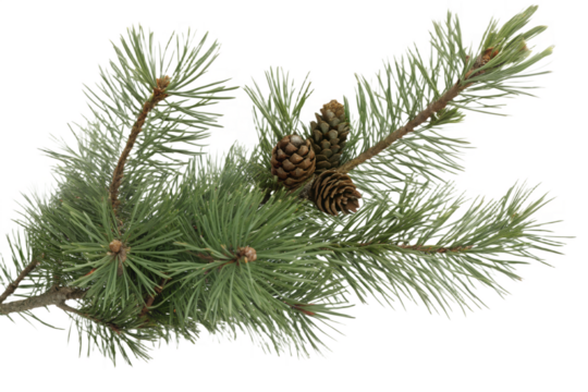 Single pine tree branch with several closed and open pinecones on transparen