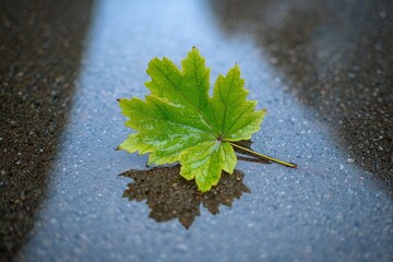 Green leaf with water droplets reflecting on a wet surface