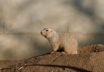prairie dog on the ground