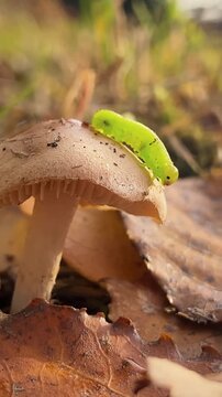 Birch sawfly, cimbex femoratus green caterpillar walking on mushroom. Macro animal shot with bllured background
