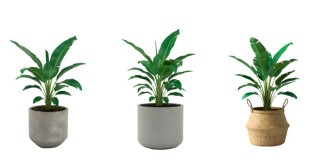 plant in a pot, banana plant png image