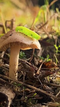 Birch sawfly, cimbex femoratus green caterpillar walking on mushroom. Macro animal shot with bllured background