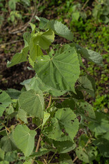 Koʻoloaʻula (Abutilon menziesii) Leaves on Big Island, HI