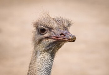 portrait of an ostrich