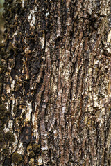 Bark of Portia Tree (Thespesia populnea)