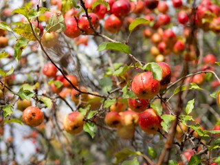 Colorful Apples Hanging from Tree Branches in Lush Harvest Setting