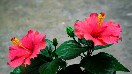 red hibiscus flower