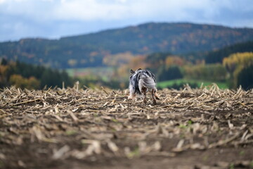 Schöner großer Hund läuft bei stürmischen Wetter frei über ein abgeerntetes Feld