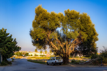A lush green olive tree with sprawling canopy stands near a roadside car under warm evening sun...