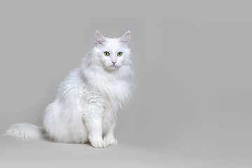 White Angora cat as a symbol of purity and elegance on gray background