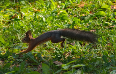 Russia, Kuzbass. A red squirrel runs through the grass between the pines in Zenkovsky Park.