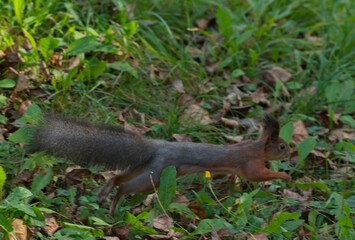 Russia, Kuzbass. A red squirrel runs through the grass between the pines in Zenkovsky Park.