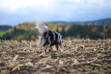 Schöner großer Hund läuft bei stürmischen Wetter frei über ein abgeerntetes Feld