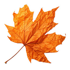 Vibrant orange maple leaf isolated on black background