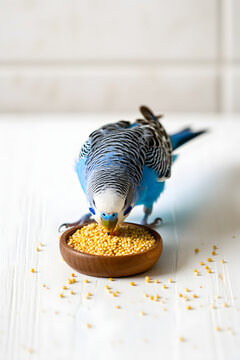 Blue budgerigar eating seeds from bowl on white surface