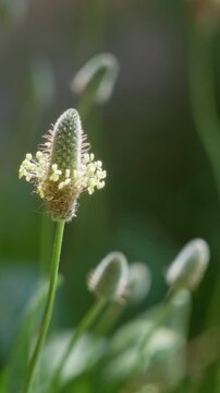 Plantago lanceolata flower blooming under sunny conditions outdoors in torrevieja, spain showcases vibrant green backdrop and detailed texture.