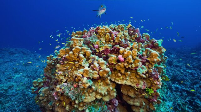 Underwater shot of colourful and vibrant coral reef with large predatory fish swimming around in front of camera