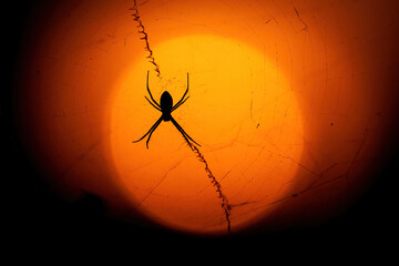 A spider rests at the center of its web, backlit by a glowing orange sunset that highlights every fine thread in the pattern.