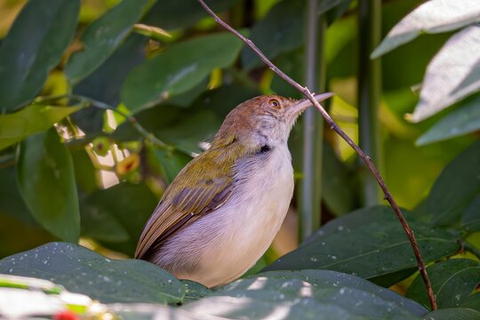 Small Common Tailorbird Perched in Lush Green Foliage Holding a Twig