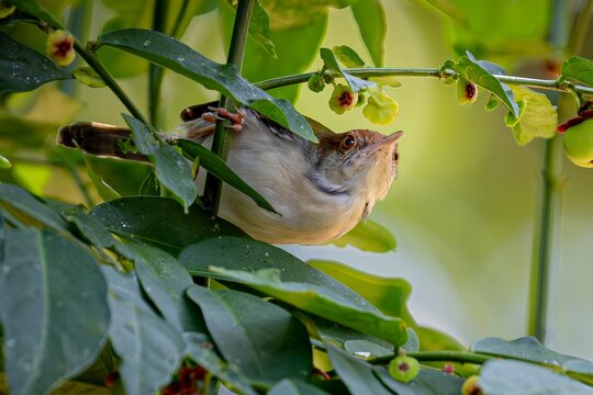 Curious Small Bird Amidst Lush Green Foliage with Developing Fruits, Perched and Gazing Upwards in Nature's Serenity