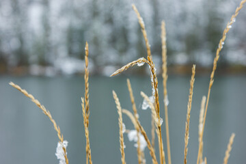 Close-up of tall yellow grass with snowflakes near a cold blue lake surrounded by snowy forest in Altai, Russia. The image conveys a tranquil early winter atmosphere with subtle color contrast