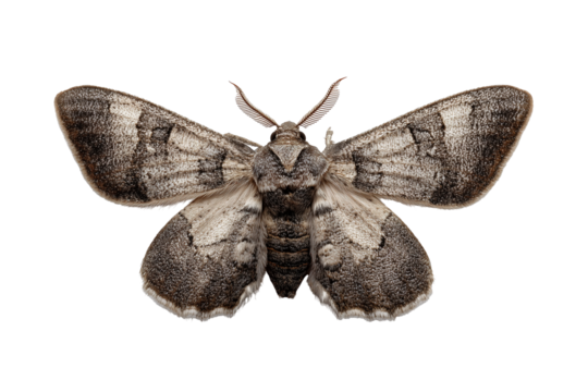 Clouded drab moth with brown and gray isolated on transparent White background png