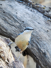 Un primer plano vertical de un activo Trepador Azul (Sitta europaea), encaramado en la superficie rugosa y agrietada de un tronco de árbol muerto. El pájaro se distingue por su dorso azul grisáceo.