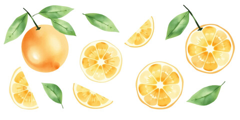 Set of oranges in watercolor style. various sizes including whole fruits and halves with leaves, soft orange tones, isolated on white background. Vector.