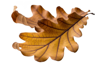Two detailed oak leaves with intricate veins, showcasing the texture and color of autumn foliage, isolated on transparent background