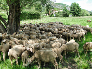 Schafherde am Eingang zur Gorges de la Nesque, Südfrankreich, Provence
