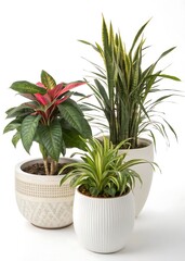 Fototapeta premium Three potted plants are sitting on a white background