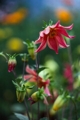 Pink dahlia flower in soft natural light with colorful blurred background. Fresh blooming petals and buds in a summer garden.