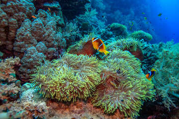 Colorful clownfish swimming among vibrant sea anemones on a tropical coral reef, surrounded by diverse corals and clear blue water.